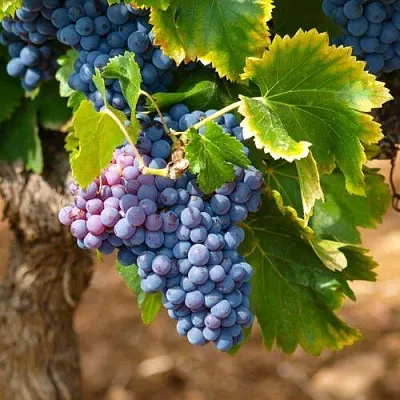 Виноград ЗИЛГА  Виноград ЗИЛГА в Омске