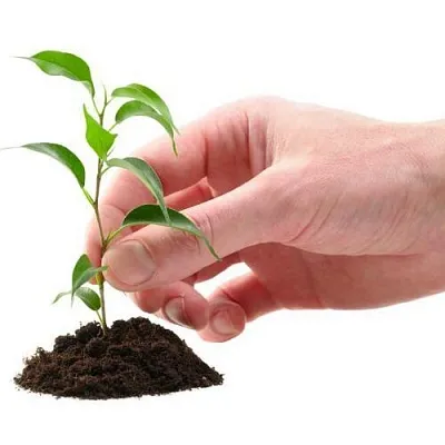 Саженцы в Омске