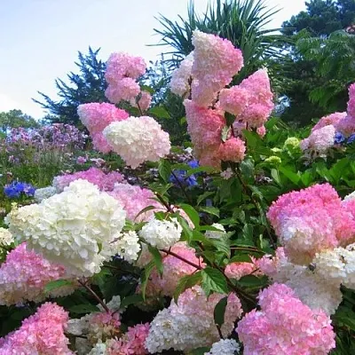 Гортензия ВАНИЛЛА ФРАЙЗ метельчатая  Гортензия ВАНИЛЛА ФРАЙЗ метельчатая в Омске