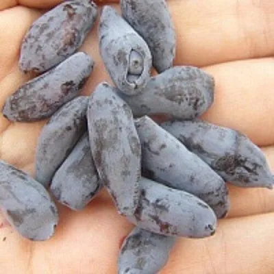 Жимолость съедобная ЧУЛЫМСКАЯ в Омске