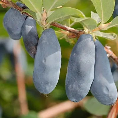 Жимолость съедобная СИНИЙ УТЕС  Жимолость съедобная СИНИЙ УТЕС в Омске