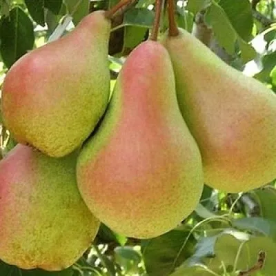 Груша ЛЕСНАЯ КРАСАВИЦА  Груша ЛЕСНАЯ КРАСАВИЦА в Омске