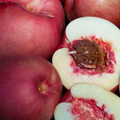 НЕКТАПЛЮМ  НЕКТАПЛЮМ в Омске