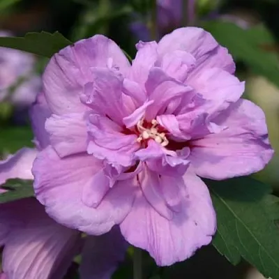 Гибискус АРДЕНС сирийский в Омске