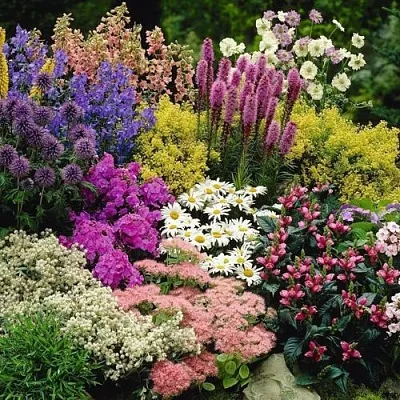 Многолетние растения в Омске