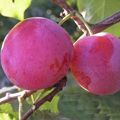 Слива ДЕЛИКАТНАЯ  Слива ДЕЛИКАТНАЯ в Омске