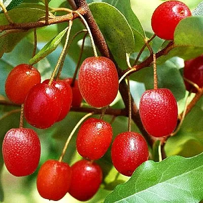 Гуми в Омске