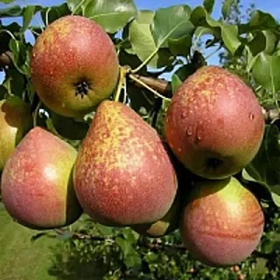 Груша МРАМОРНАЯ  Груша МРАМОРНАЯ в Омске