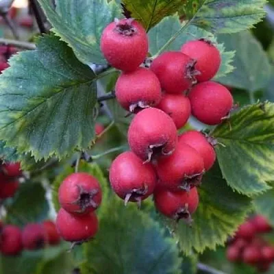 Боярышник АРНОЛЬДА  Боярышник АРНОЛЬДА в Омске