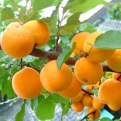 Абрикос ОРИГИНАЛ в Омске