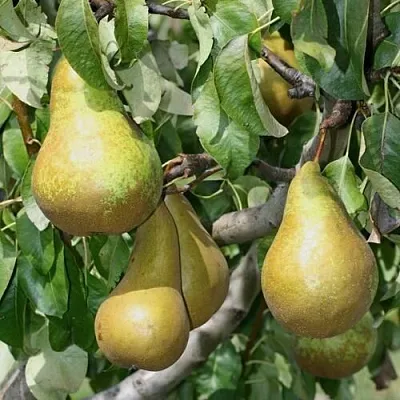 Груша САПФИРА колонновидная  Груша САПФИРА колонновидная в Омске