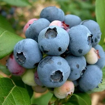 Голубика КОЛЛИНЗ в Омске