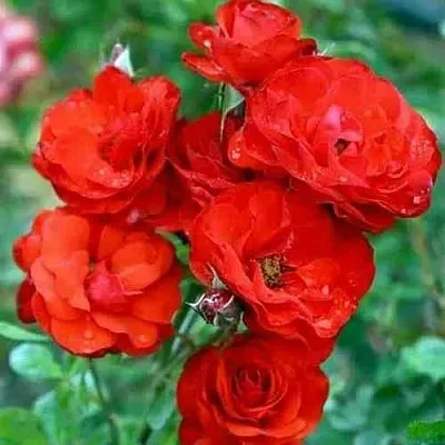 Саженцы роз ФАЙЕР КИНГ спрей  Саженцы роз ФАЙЕР КИНГ спрей в Омске