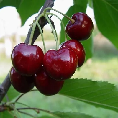 Черешня СТЕЛЛА  Черешня СТЕЛЛА в Омске