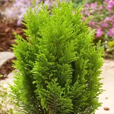 Кипарисовик ЭЛВУДИ ГОЛД лавсона в Омске