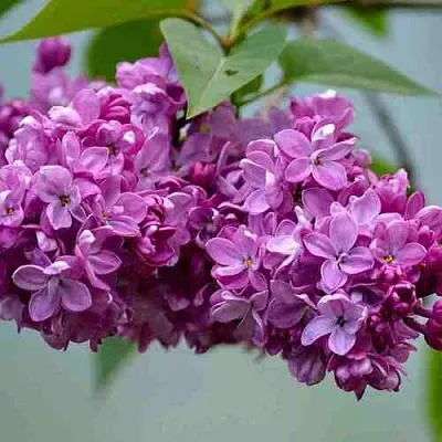 Сирень   Сирень  в Омске