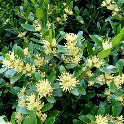 Самшит  Самшит в Омске