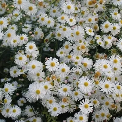 Болтония СНОУБЭНК  Болтония СНОУБЭНК в Омске