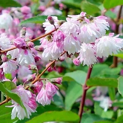 Дейция  Дейция в Омске