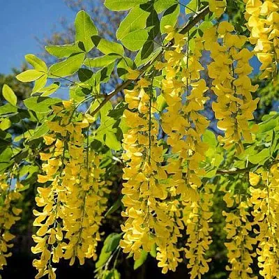 Бобовник  Бобовник в Омске