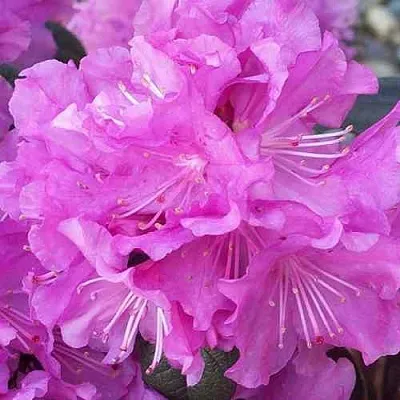 Рододендрон П.Ж.М. ЭЛИТ  Рододендрон П.Ж.М. ЭЛИТ в Омске