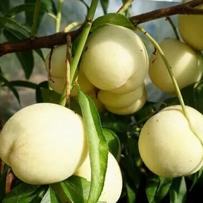 Персик АЙС ПИЧ  Персик АЙС ПИЧ в Омске