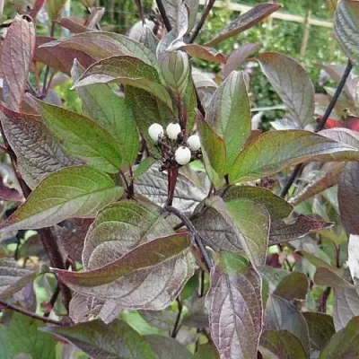 Дерен КЕССЕЛЬРИНГИ  Дерен КЕССЕЛЬРИНГИ в Омске