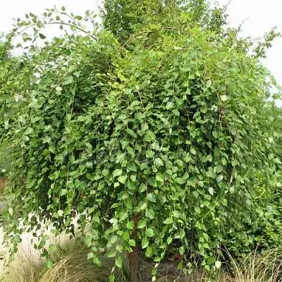 Береза САММЕР КАСКАД черная  Береза САММЕР КАСКАД черная в Омске