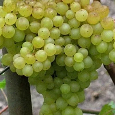 Виноград КИШМИШ 342  Виноград КИШМИШ 342 в Омске