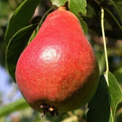 Груша НАРЯДНАЯ ЕФИМОВА  Груша НАРЯДНАЯ ЕФИМОВА в Омске