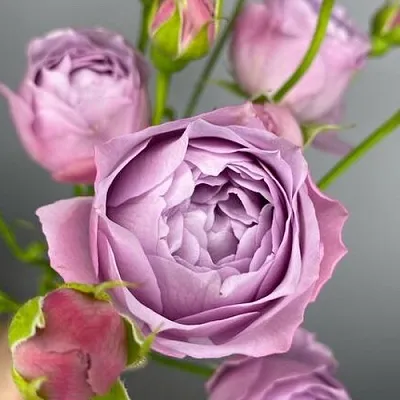 Саженцы роз ЛАВЕНДЕР БАБЛС спрей  Саженцы роз ЛАВЕНДЕР БАБЛС спрей в Омске