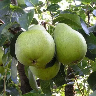 Груша МАСЛЯНИСТАЯ ЛЕТНЯЯ  Груша МАСЛЯНИСТАЯ ЛЕТНЯЯ в Омске