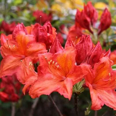 Азалия ЛИЛИНШТЕЙН японская  Азалия ЛИЛИНШТЕЙН японская в Омске