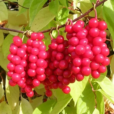 Лимонник в Омске