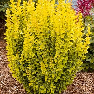 Барбарис ГОЛДЕН ТОРЧ тунберга в Омске