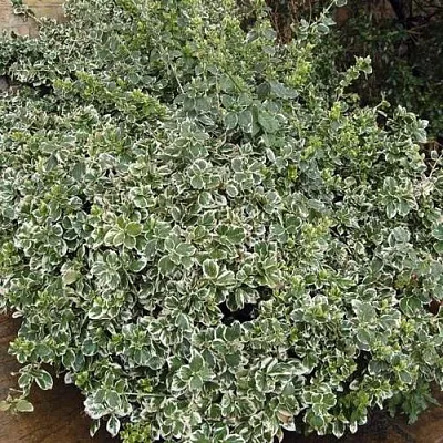 Бересклет ЭМЕРАЛЬД ГАИТИ форчуна  Бересклет ЭМЕРАЛЬД ГАИТИ форчуна в Омске