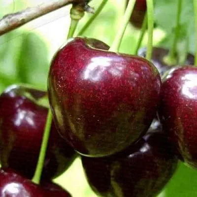 Черешня РОССОШАНСКАЯ КРУПНАЯ  Черешня РОССОШАНСКАЯ КРУПНАЯ в Омске