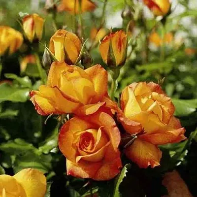 Саженцы роз САХАРА плетистая  Саженцы роз САХАРА плетистая в Омске