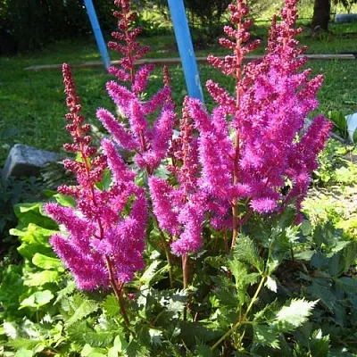 Астильба ЭЛИЗАБЕТ ВАН ВИН японская  Астильба ЭЛИЗАБЕТ ВАН ВИН японская в Омске