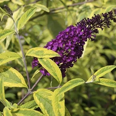 Буддлея давида САНТАНА   Буддлея давида САНТАНА  в Омске