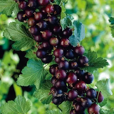 Йошта в Омске