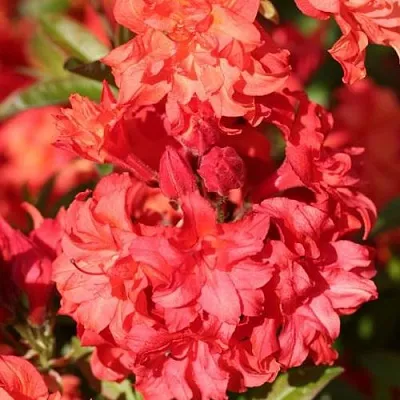 Азалия ФОЙЕРКОПФЕН крупноцветковая  Азалия ФОЙЕРКОПФЕН крупноцветковая в Омске
