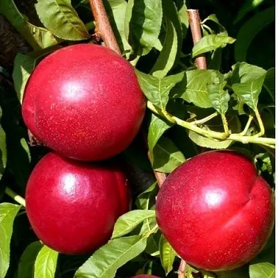 Нектарин ХАРКО  Нектарин ХАРКО в Омске