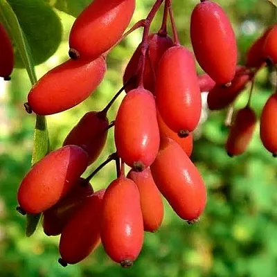 Кизил в Омске