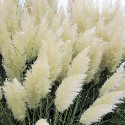 Кортадерия белая (пампасная трава) в Омске