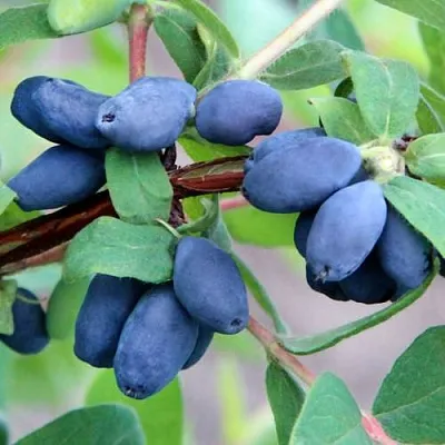 Жимолость съедобная ХОНЕЙ БИ в Омске