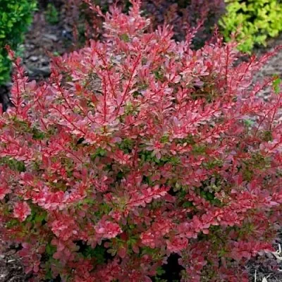 Барбарис ГОЛДЕН РИНГ тунберга  Барбарис ГОЛДЕН РИНГ тунберга в Омске