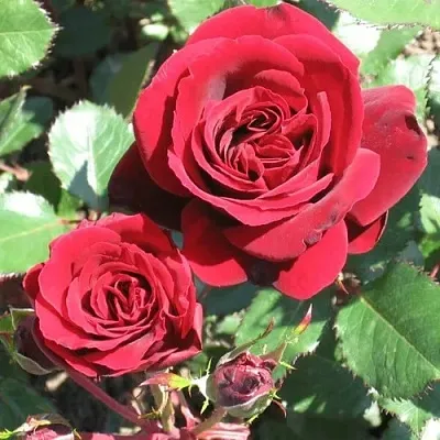 Саженцы роз ИЗАБЕЛЬ РЕНЕССАНС шраб  Саженцы роз ИЗАБЕЛЬ РЕНЕССАНС шраб в Омске