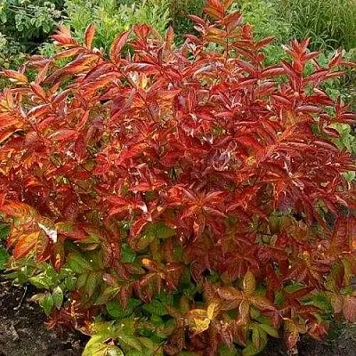 Вейгела ОГНЕННЫЕ КРЫЛЬЯ  Вейгела ОГНЕННЫЕ КРЫЛЬЯ в Омске