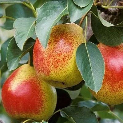 Груша ГОРНАЯ КРАСАВИЦА  Груша ГОРНАЯ КРАСАВИЦА в Омске